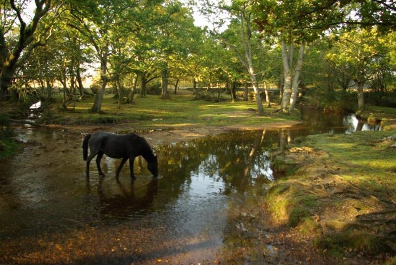 The Knightwood Oak A Luxury King Size En-Suite Space - Lymington New Forest With Totally Private Entrance - Key Box Entry - Free Parking & Private Outdoor Seating Area - Town ,Shops , Pubs & Solent Way Walking Distance & Complimentary Breakfast Items Extérieur photo